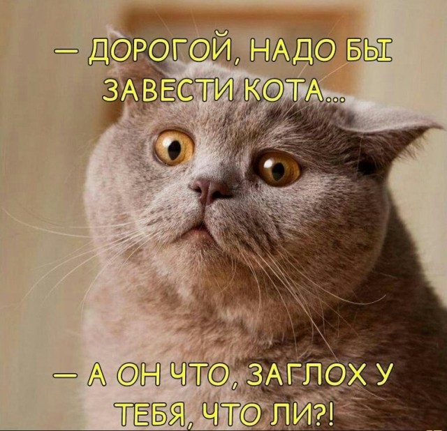 Применим физику в постели или белка и стрелка. Картинки