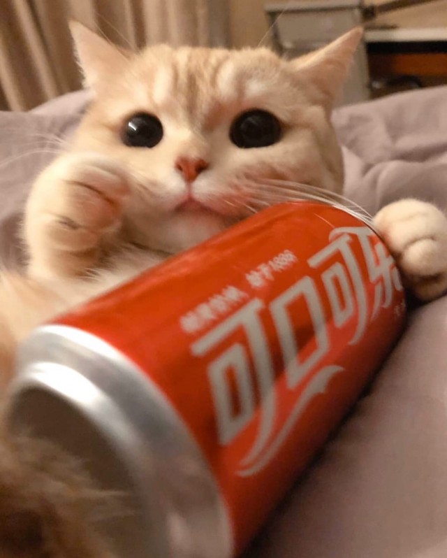 Забавные животные