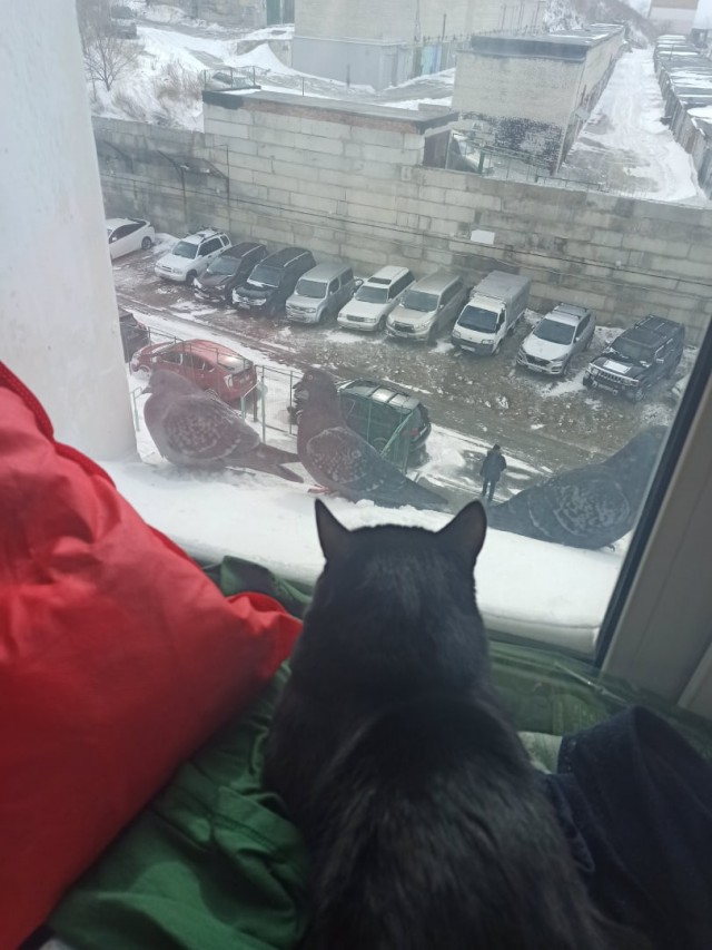 Эти забавные животные