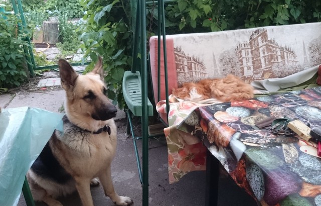 К собакочетвергу