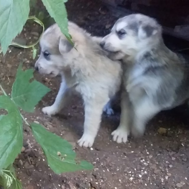 Забавные животные