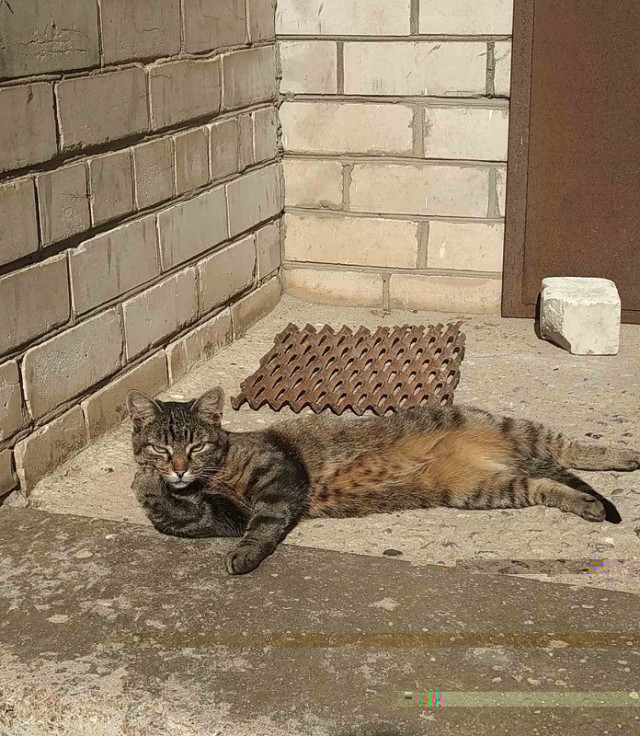 По просьбам в теме ниже. Реальный котовторник!