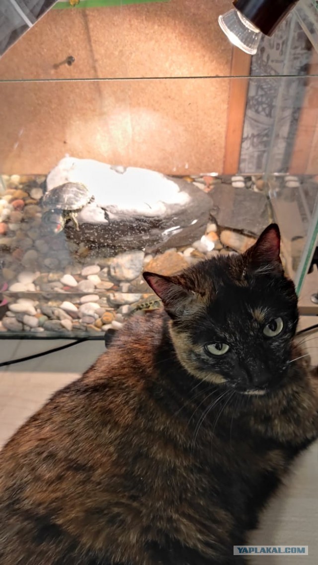 Котовторнику быть!