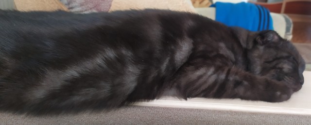 Даешь котовторник!