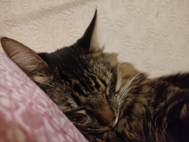 Котовторник так котовторник