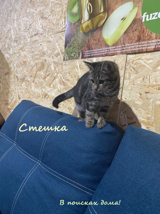 Жизнь домашнего приюта "Котоленд" 313