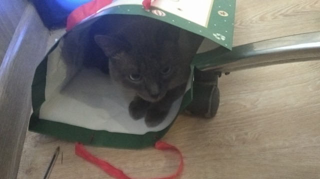 Коты «захватили» коробку с блендером и три недели не отдают её хозяевам. Они сидят на ней по очереди и не отходят далеко