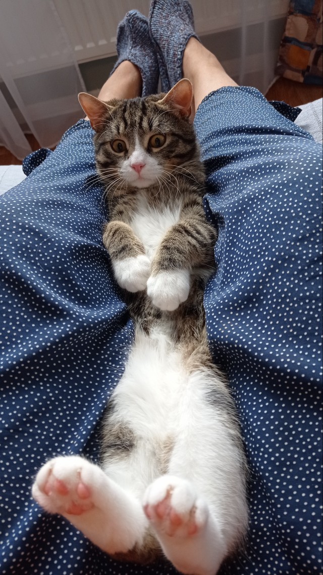 Господа и дамы ЯПа! Котовторник у нас начался! Отойдите от политоты и давайте котиков побольше!