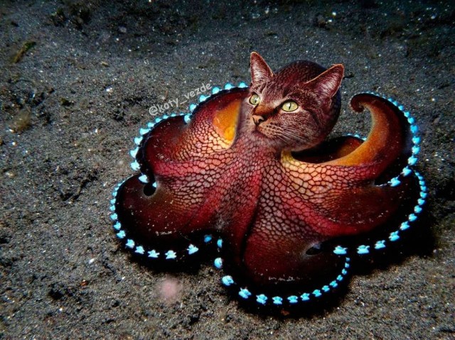 Коты, кругом одни коты ☺