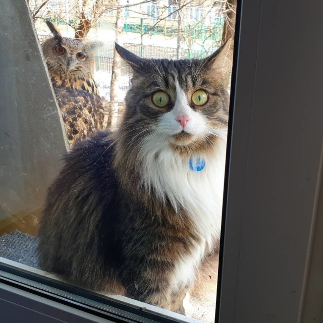 Не стало кота Мурлока