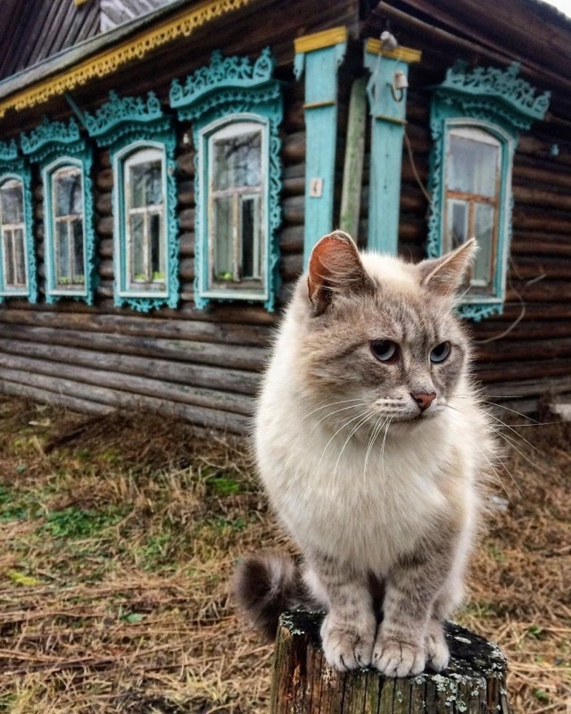 Деревенские, милые, шерстяные