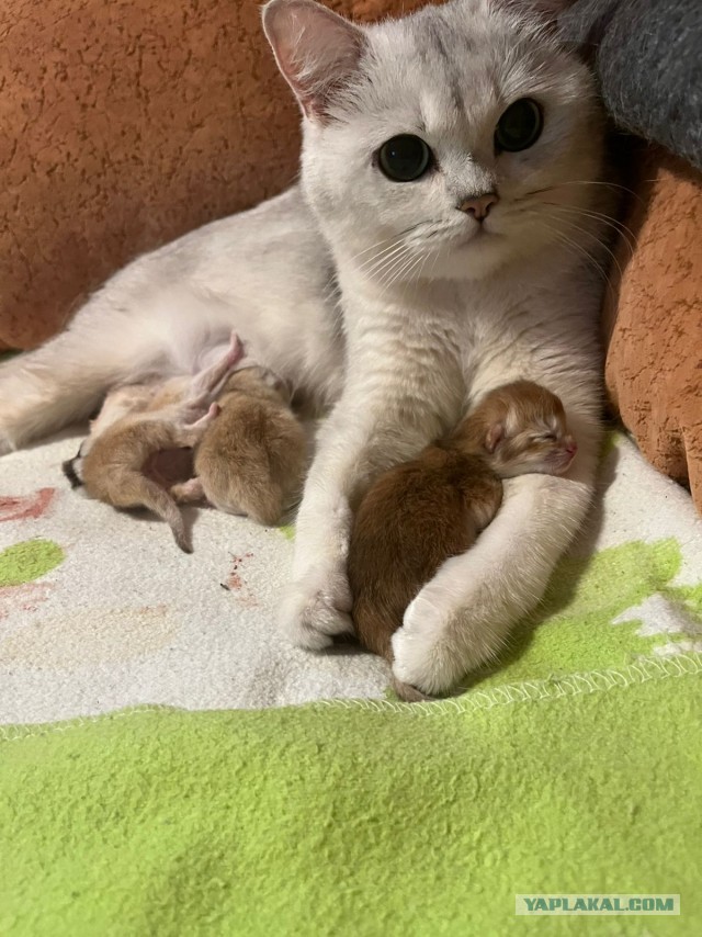 А у нас сегодня кошка родила вчера котят