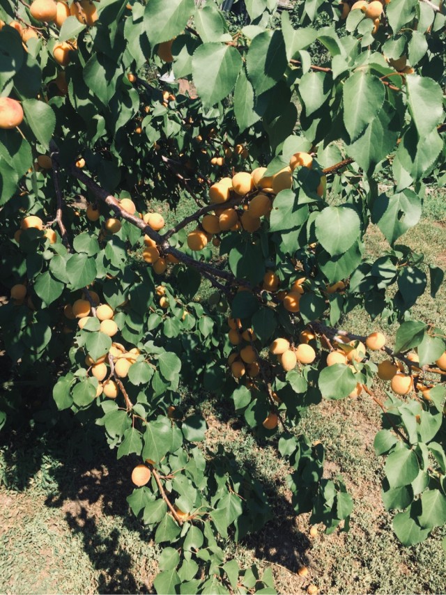 Для любителей сада-огорода