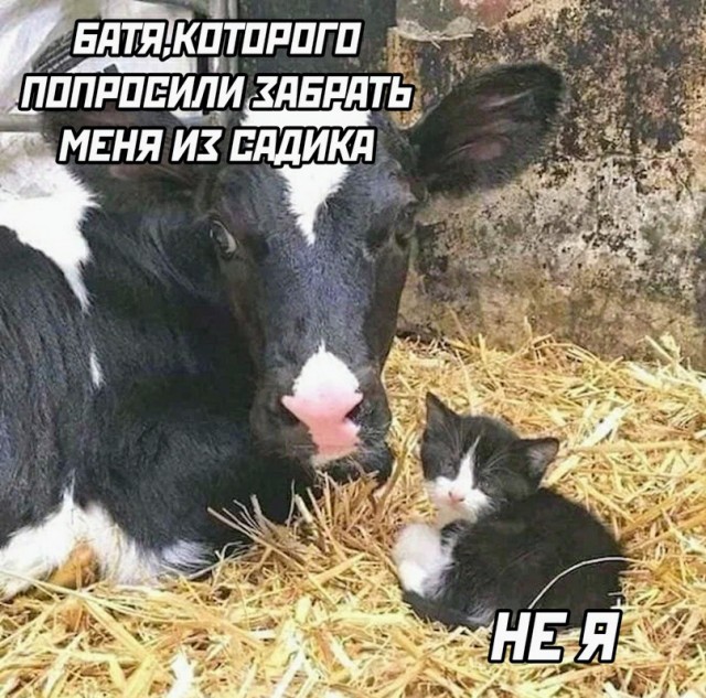 Картинки и мемы для настроения - 27