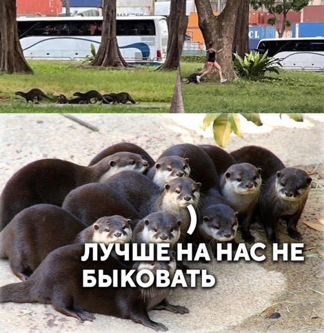 Картинки и мемы для настроения. Выходные рядышком...