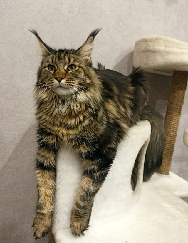 Кошка