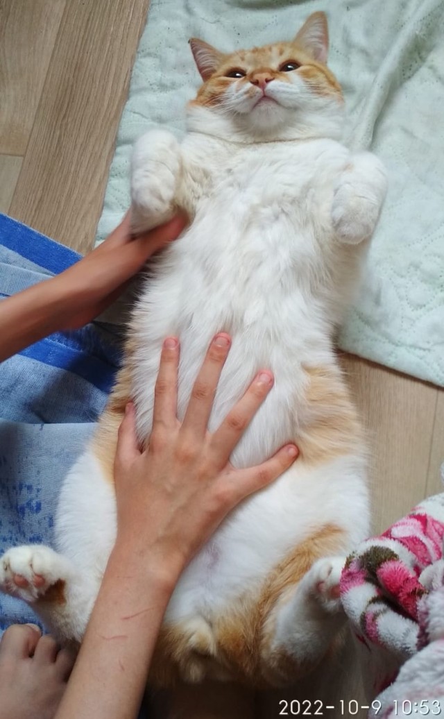Просто рыжий