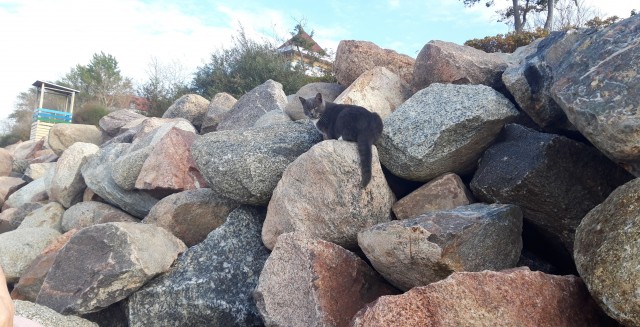 Котовторник 18.10.22
