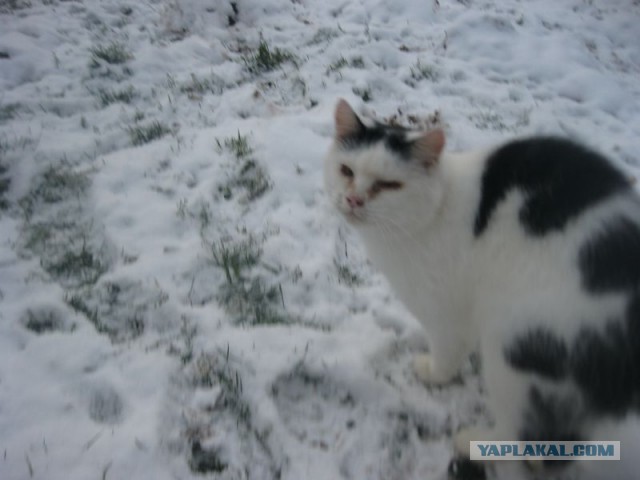 Жизнь домашнего приюта для котеек 421