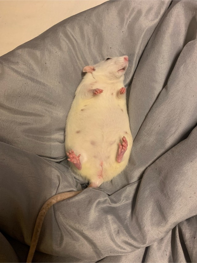 Грызуносуббота, продолжаем