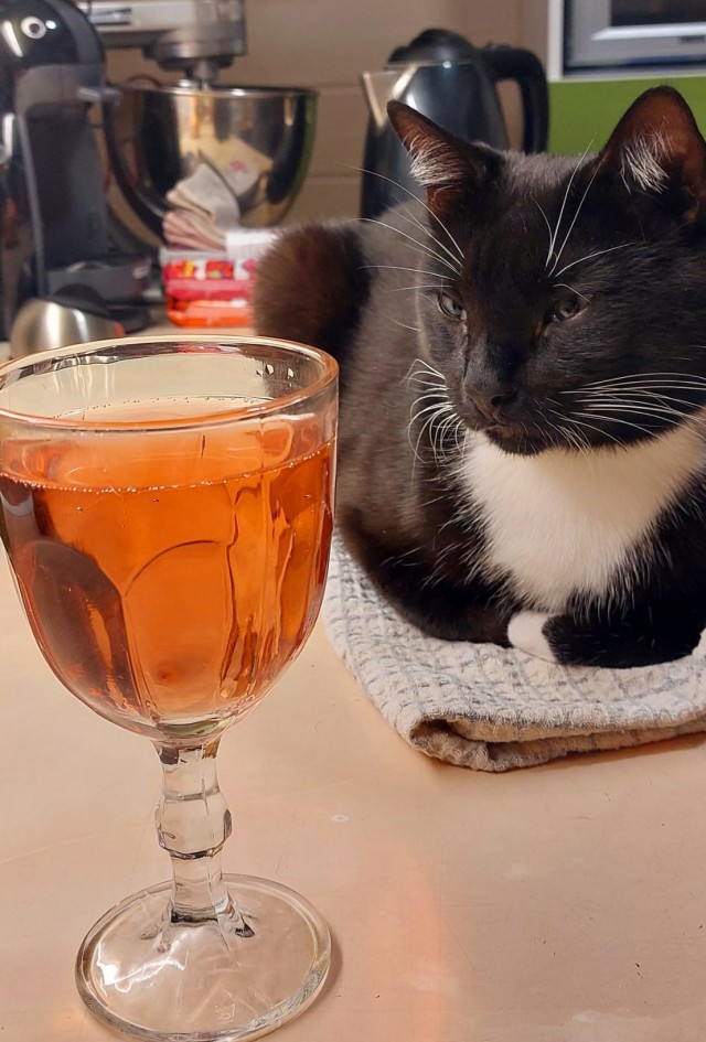 Котовторник 17.01.23