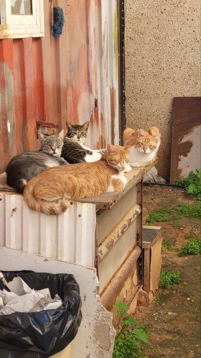 Коточетверг!