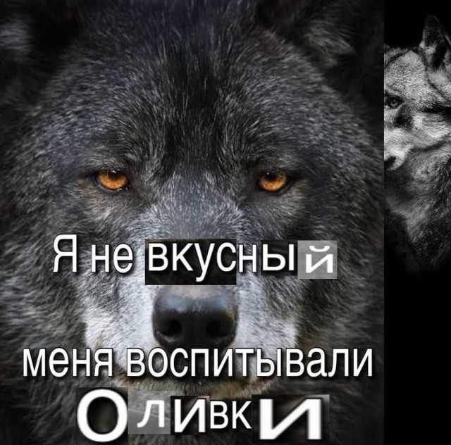 Бесит, когда срёшь на рельсы, показывая дух бунтарства и свободы, а тебе мешают волки