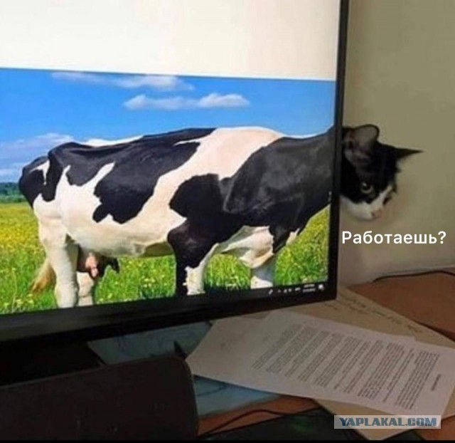 Дратуте!