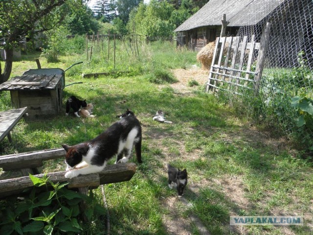 Жизнь домашнего приюта для котеек 453