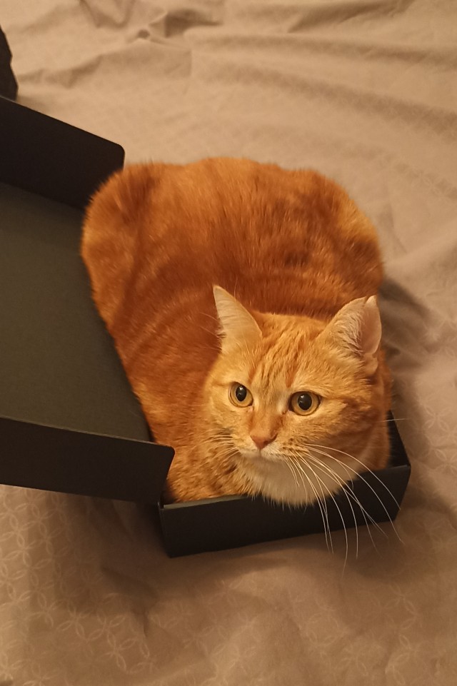 Котовторник Рыжих
