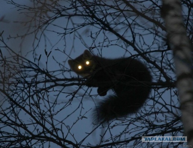 Жиза кошатников
