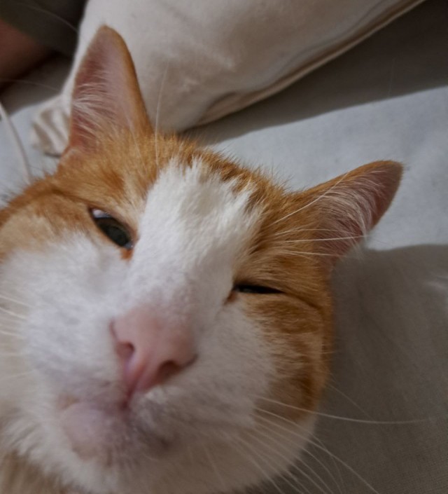 Котовторник