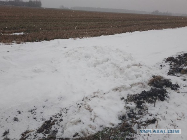 Жизнь домашнего приюта для котеек 482
