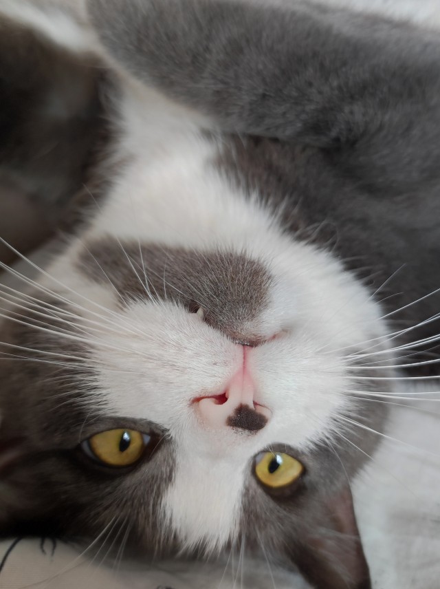 Кошкопортрет