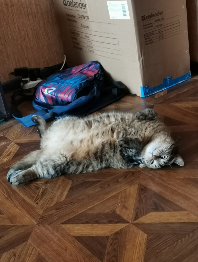 Эталон кота