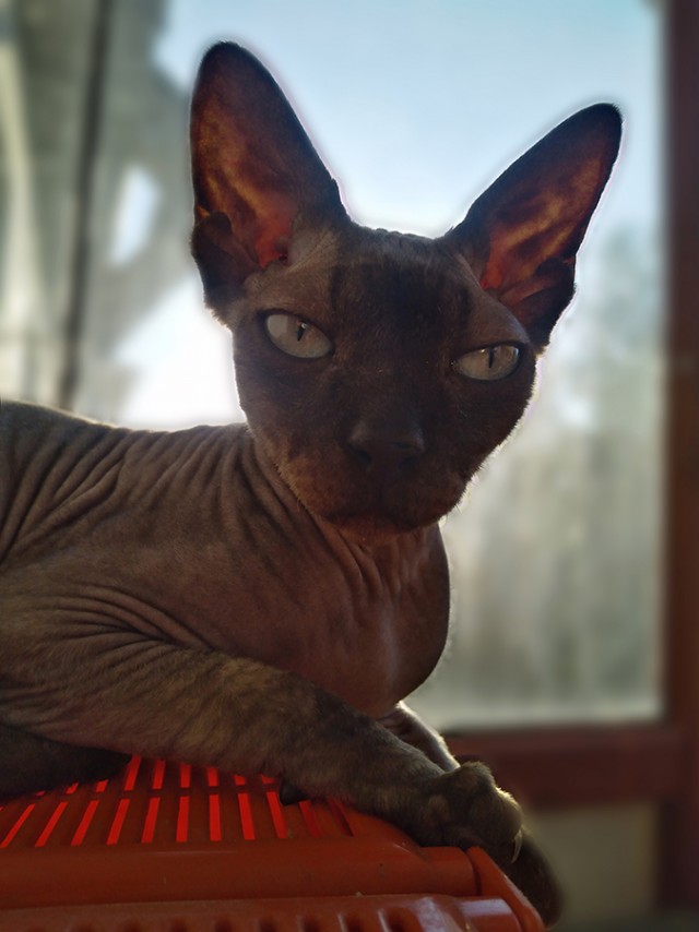 Котовторник