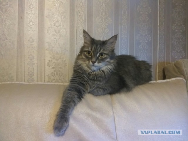 Подкидыш к котовторнику