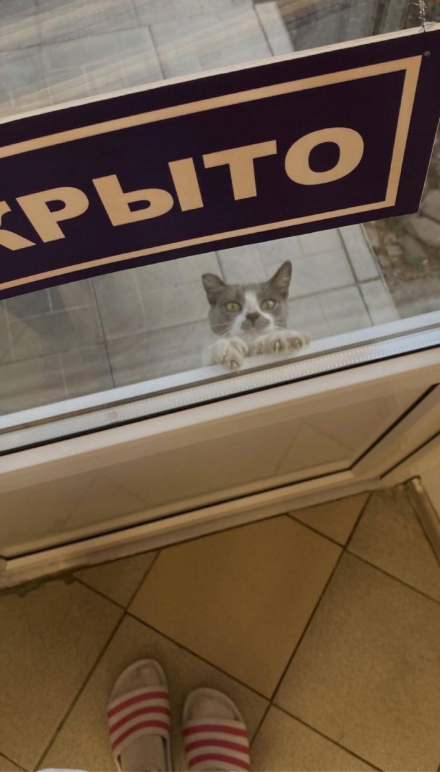 Аптеки и котики