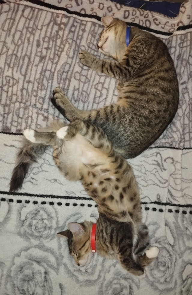 Коробочки наше фсё