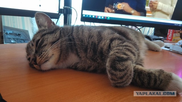 Котовторник 05/11/2024