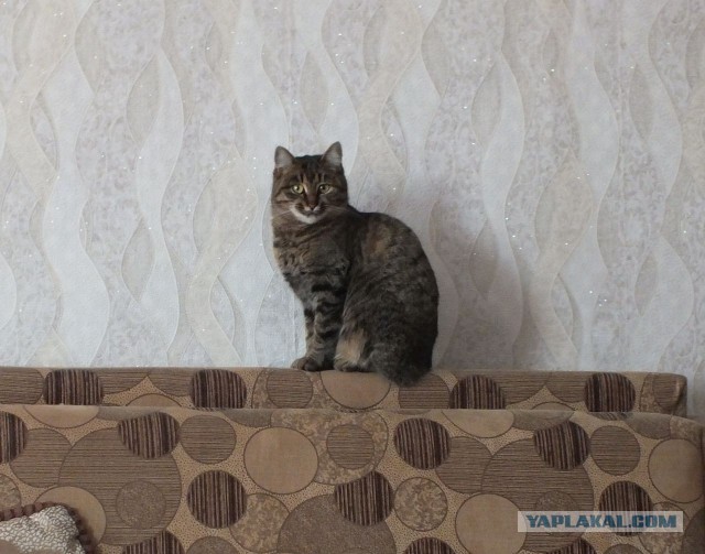 "Шутка природы: удивительные кошачьи окрасы". Несколько кошек с окрасом шкурки, в реальность которого сложно поверить