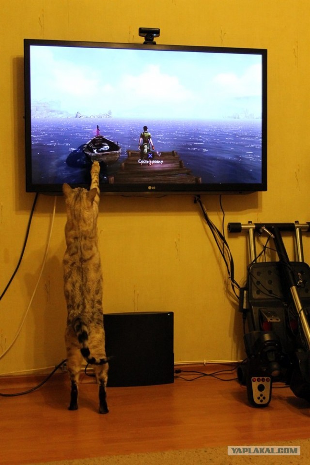 О бенгальских котах на наглядном примере