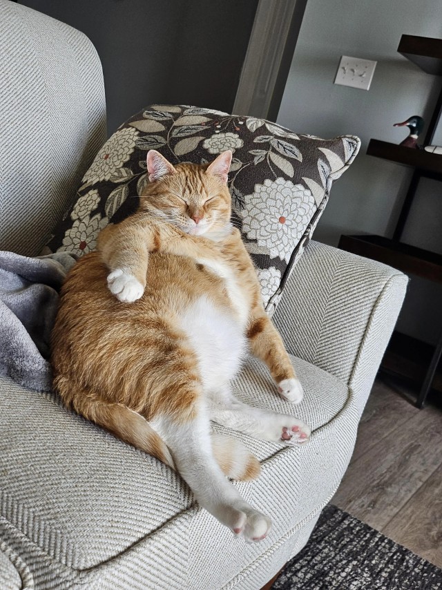 Спящих котеек тред