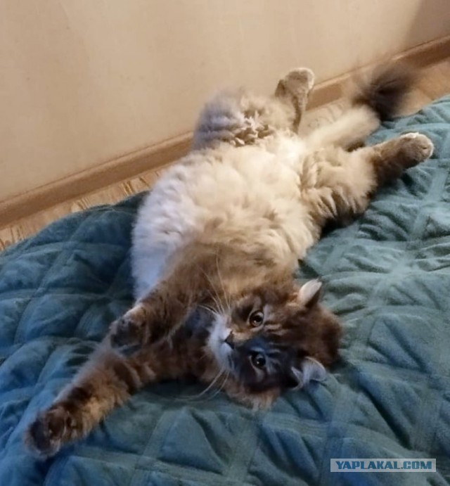 Вторник - котовторник