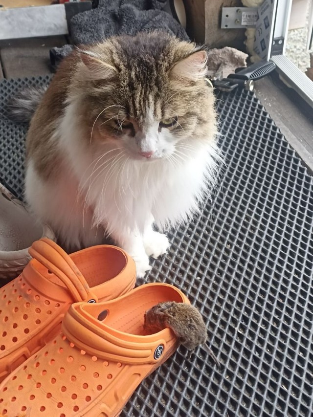 Котовторник. Дорофей!