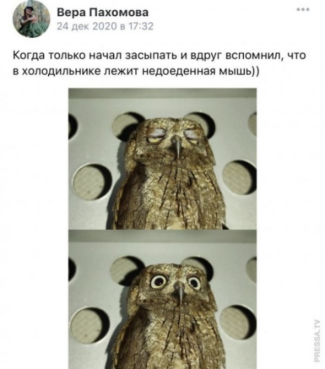 Ночная охота