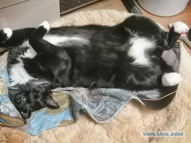 А как спит ваша котейка