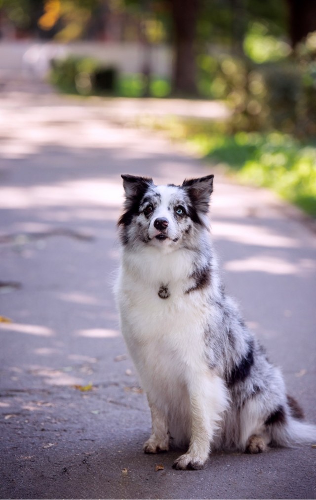 Круговое безразлисие