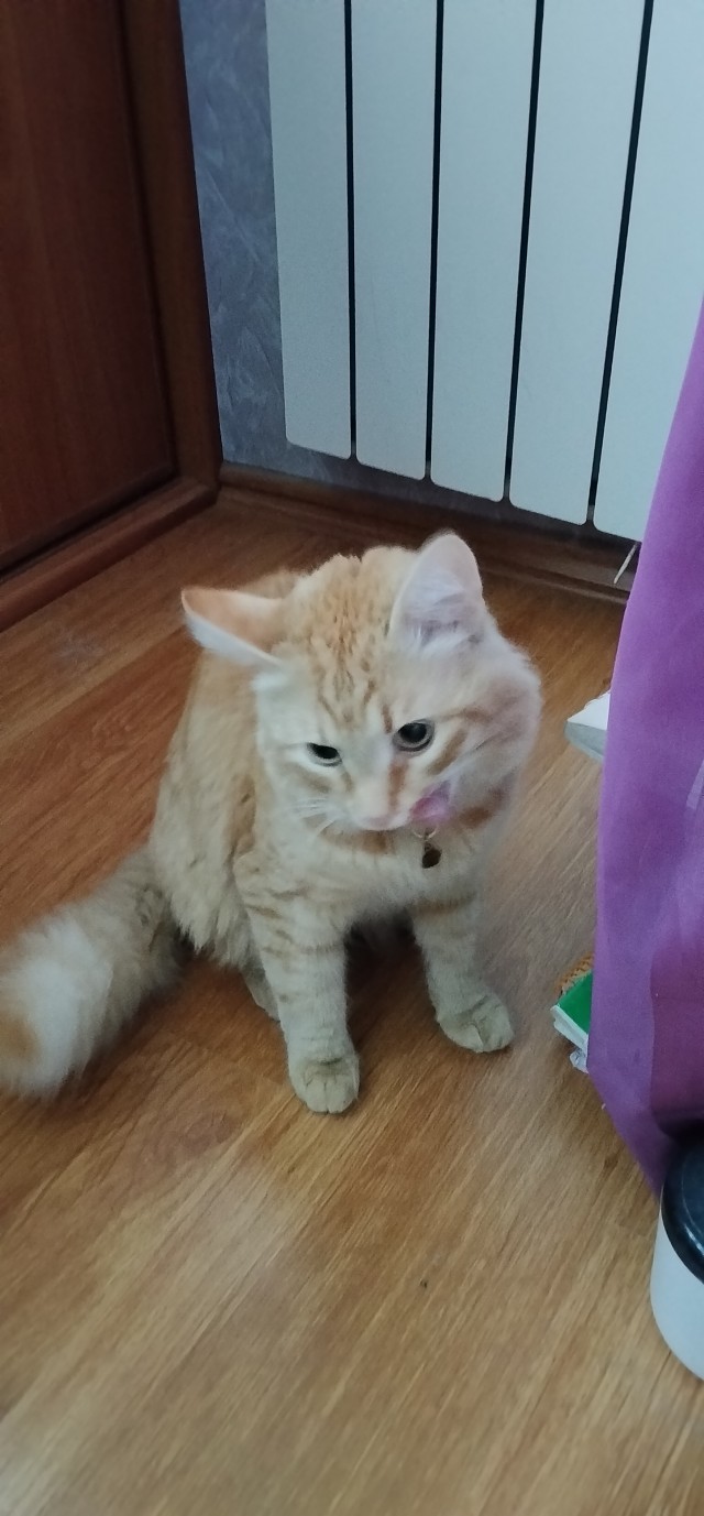 Дети принесли третьего хозяина в дом
