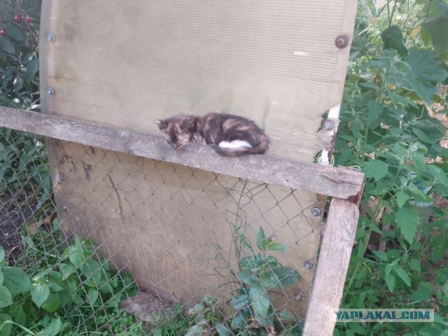 Жизнь домашнего приюта для котеек 579
